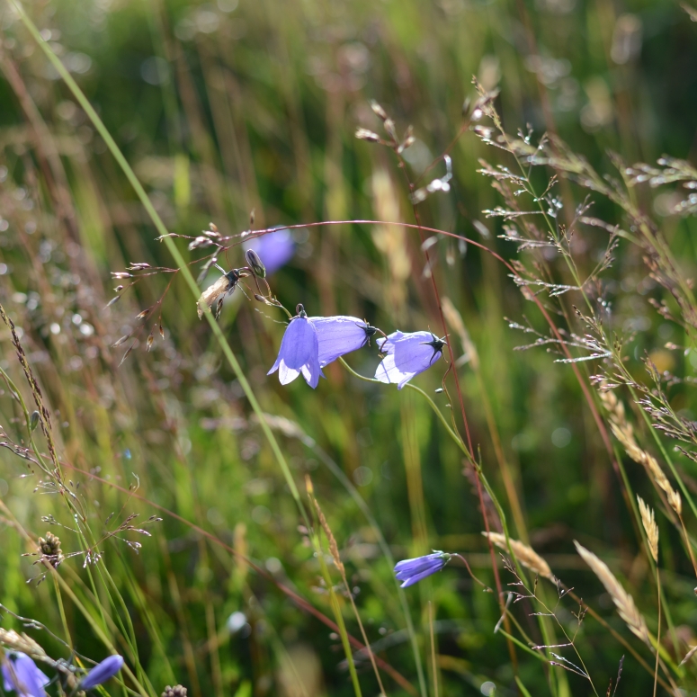 Field No.30 Wildflower Soil