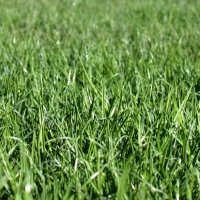 Field No.4 Organic Fine Grade Lawn Dressing