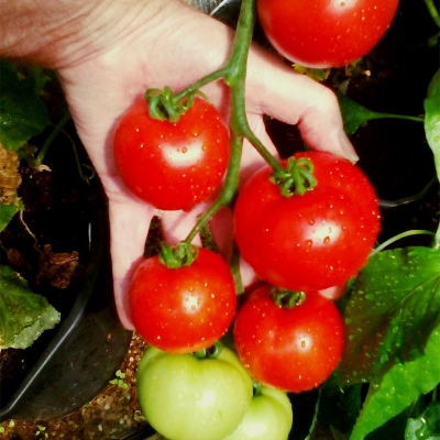 High Quality Peat Free Growbag