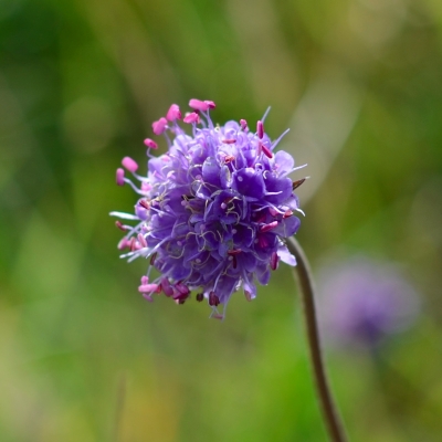 Field No.30 Wildflower Bundle