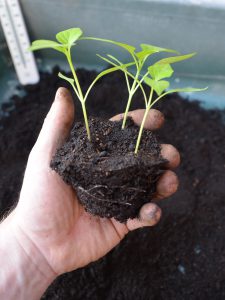 Peat Seedlings
