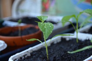 Potted on