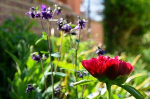 Garden looking good too!