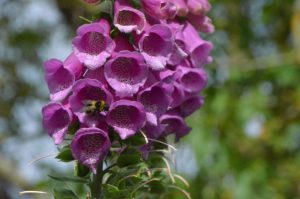 Fox Gloves comp