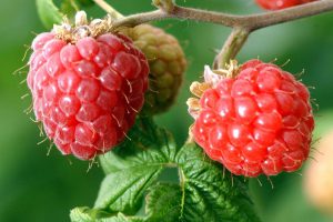 PIC ALAN RICHARDSON DUNDEE RASPBERRIES