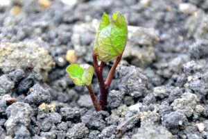 Beware the vine weed, you need to dig out all the roots!