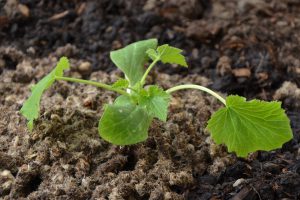 Courgette planted and organic slug pellets in place.