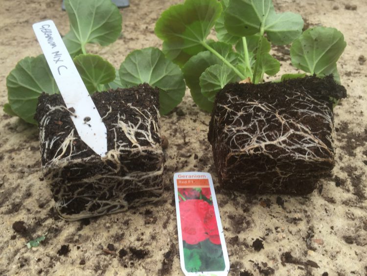 "Mix C" on left and leading peat based compost on right.