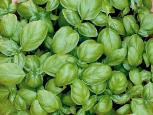 basil plant image