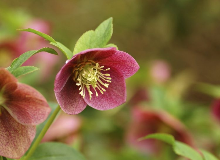 hellebore plant image