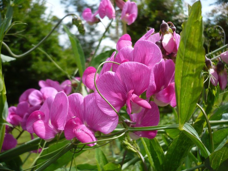 Sweet peas image