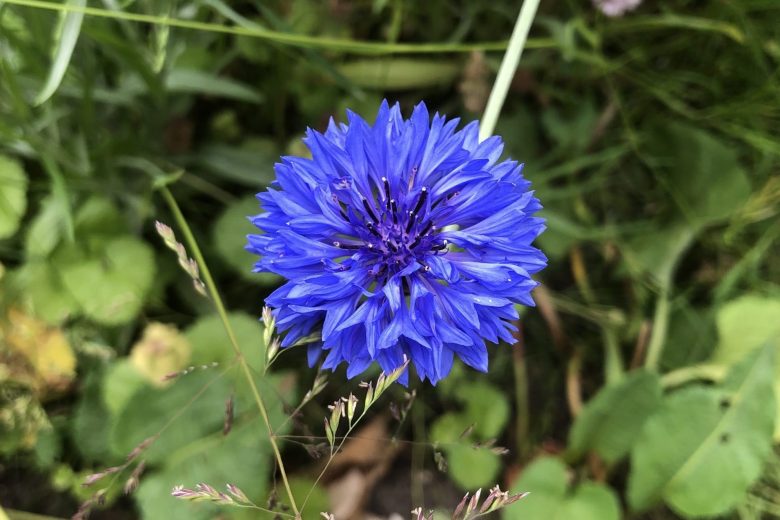 blue flower