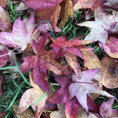 November Garden Jobs: Prepare for winter