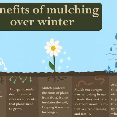 Winter mulching: benefits and tips