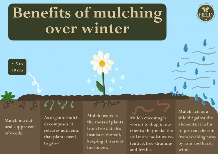 Benefits of mulching in winter diagram and drawing.
