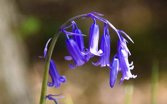 Bluebell