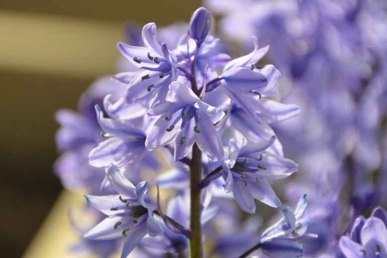 Late Spring gardening