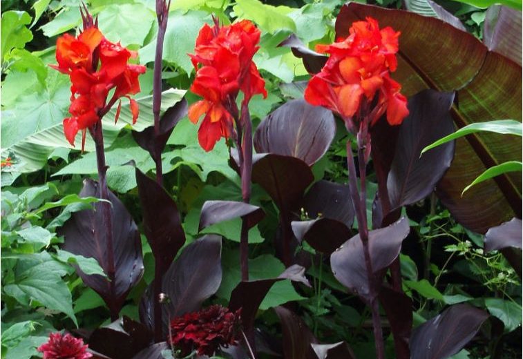 Early Spring gardening