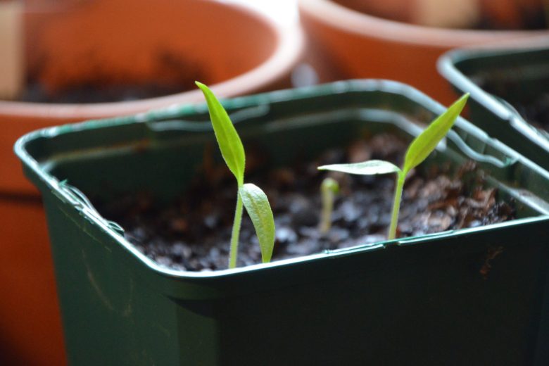 April gardening tips