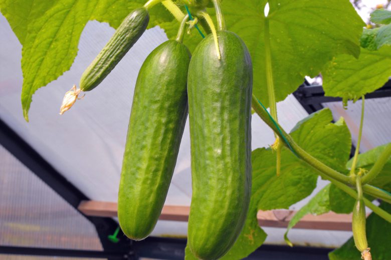 February gardening tips