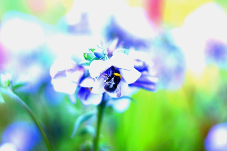 Mid summer gardening tips