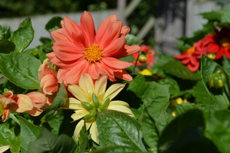 January Gardening Tips