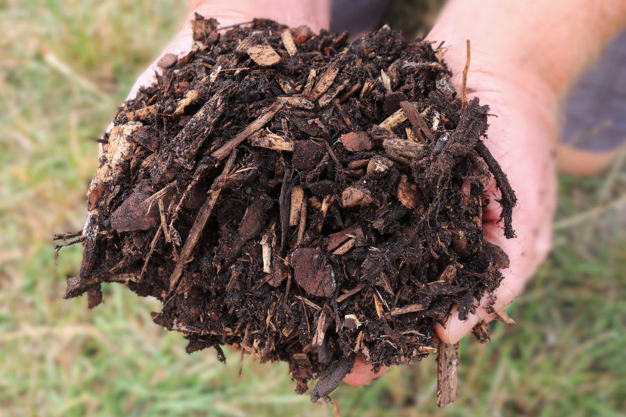 Field No.28 Forest Bark