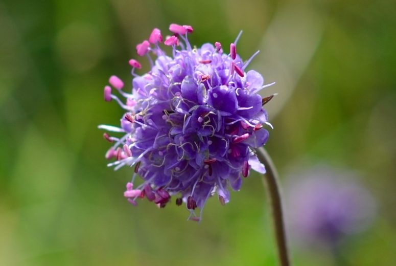 Field No.30 Wildflower Bundle