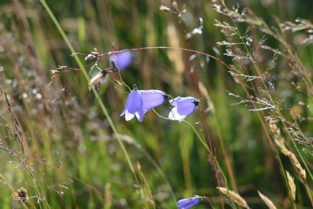 Field No.30 Wildflower Soil