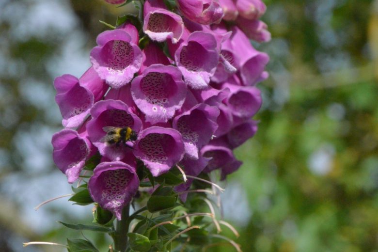 Foxgloves