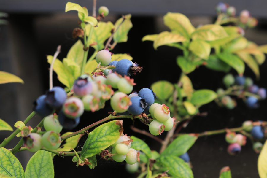 No.24 Ericaceous Soil Improver