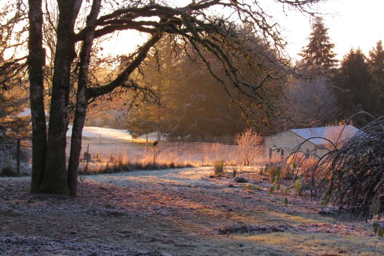 Top tips for Winter gardening