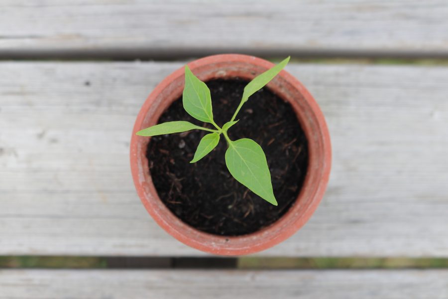 No.7 Seed Compost