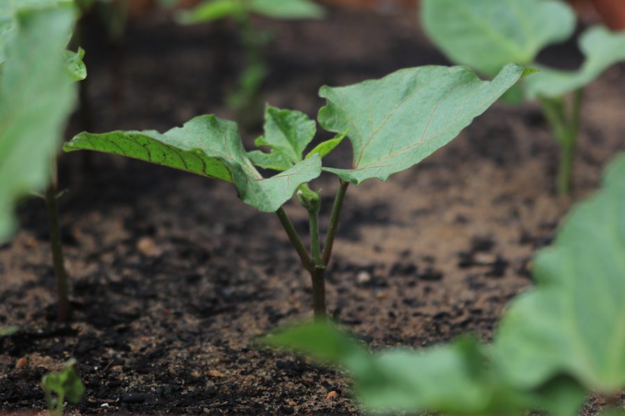 Dwarf runner beans sown in our No.6 Premium Grade Topsoil