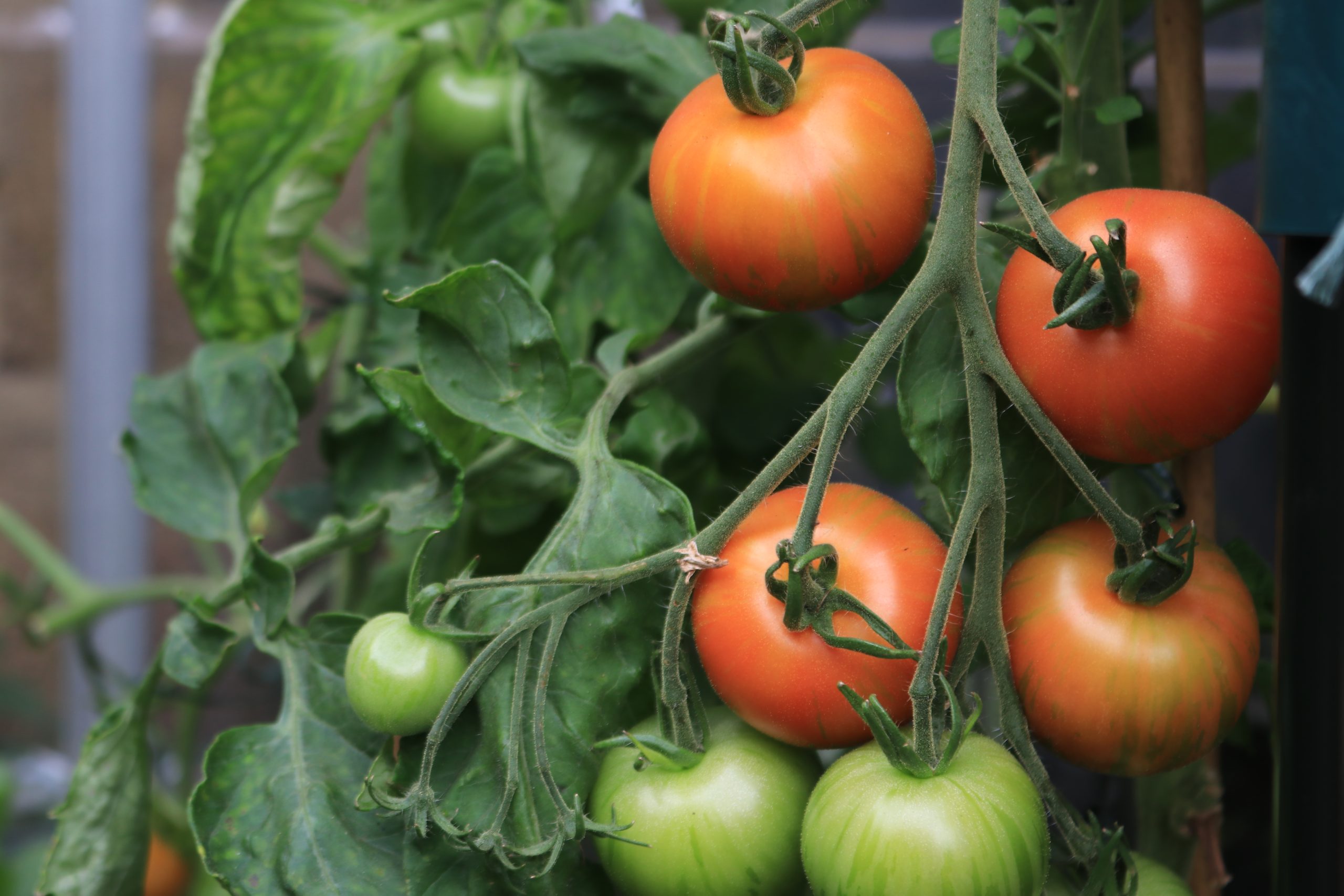 Tigerella tomatoes growing in Field Compost No.23 Peat Free Potting Blend Compost