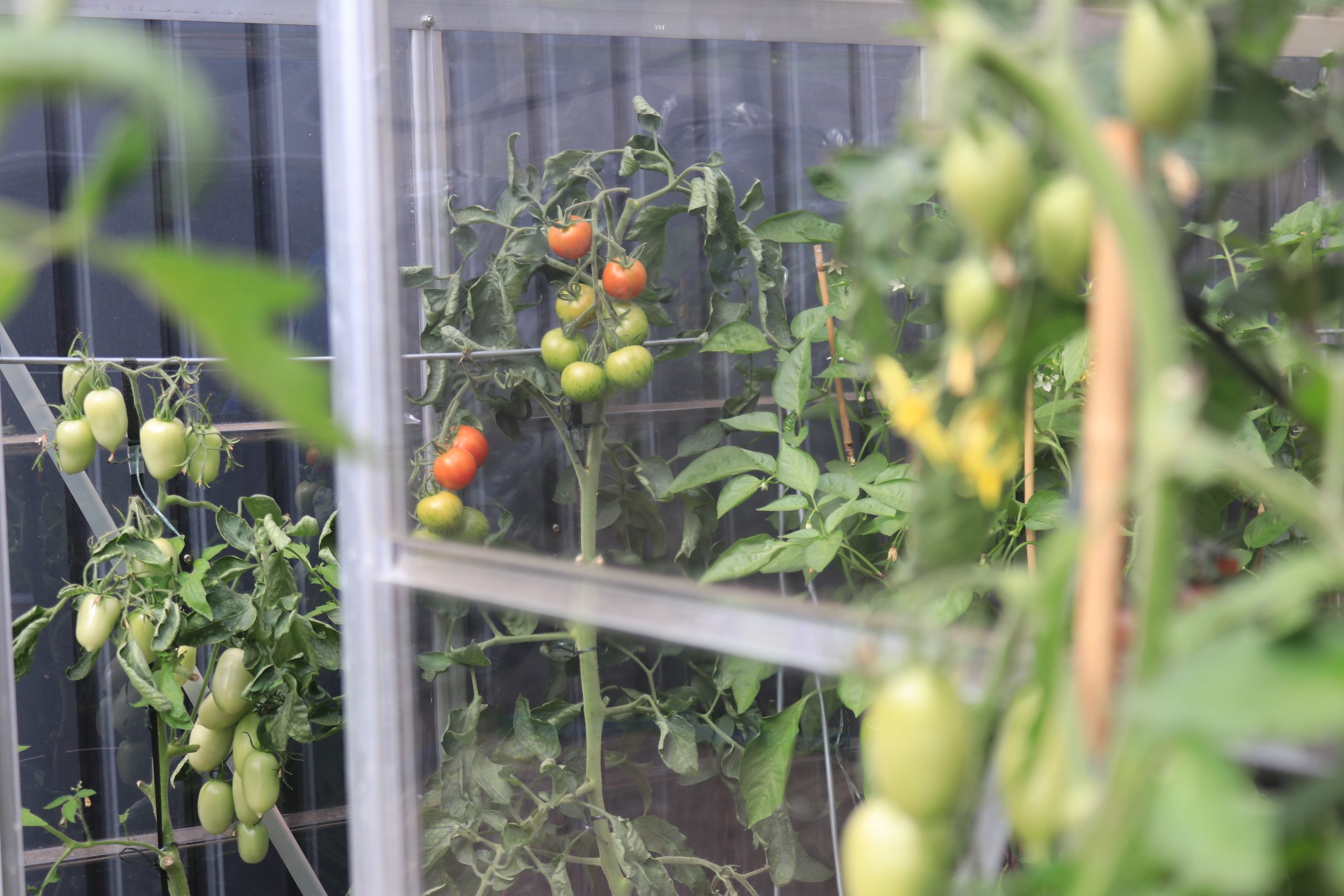 December gardening jobs include cleaning and tidying your greenhouse and ventilating greenhouses on warm days.