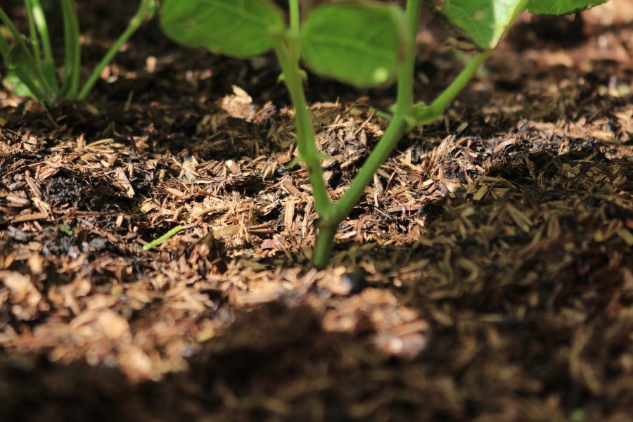 Field No.25 Maximulch - Image 2