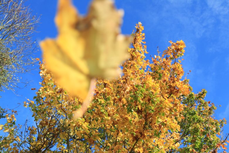 Autumn leaves falling in the Field Compost yard
