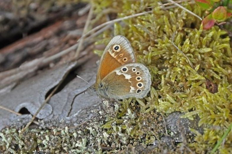 Large Heath Butterfly