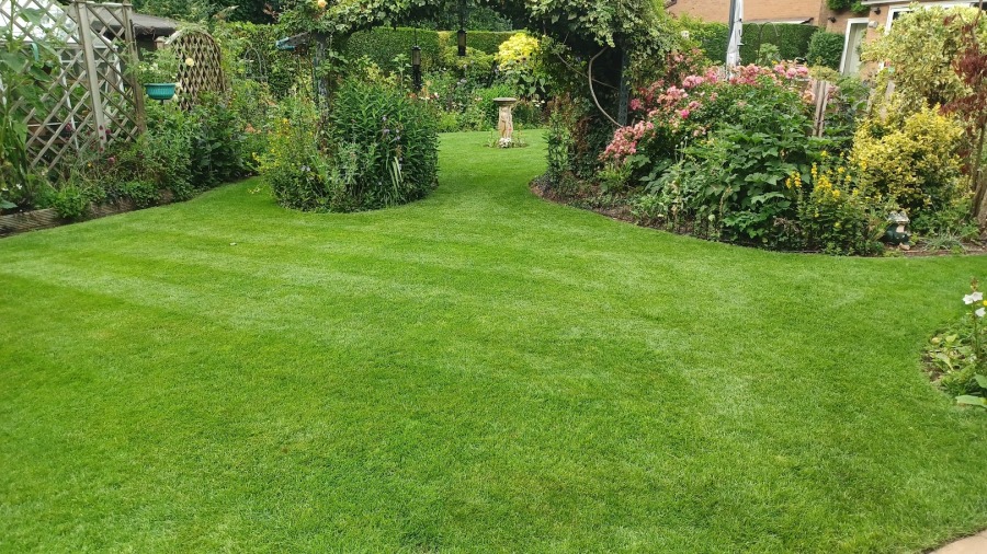 A customer's lawn using our No.5 to level and topdress, Coventry.