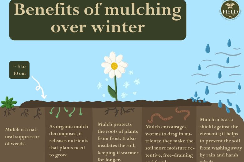 Winter mulching: benefits and tips