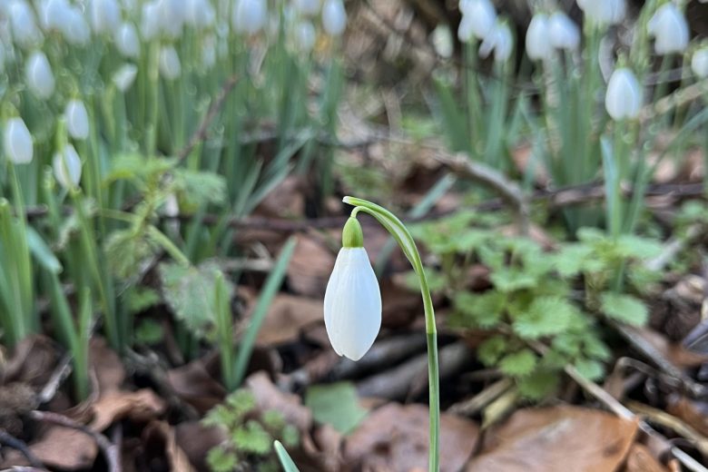 snowdrop