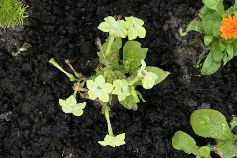 August gardening tips