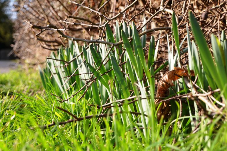 February gardening tips