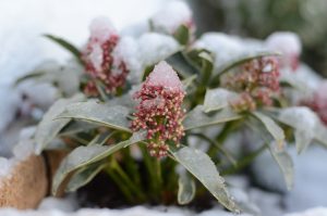 December gardening jobs include protecting plants against frost, rain and winds.