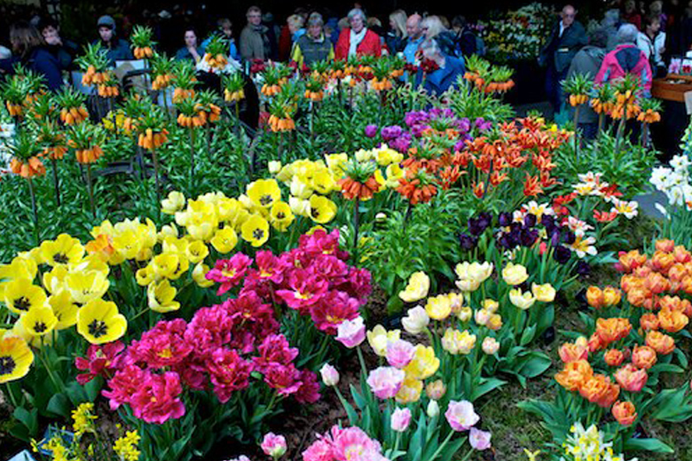 Spring flower show