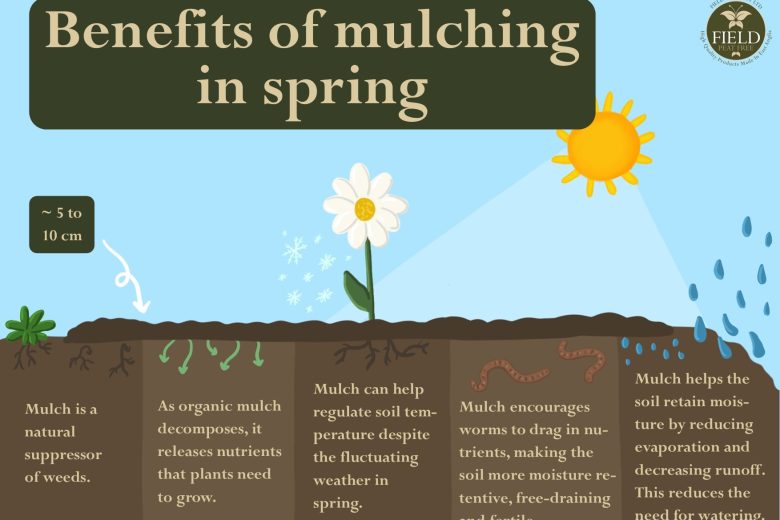 diagram of the benefits of mulching in spring