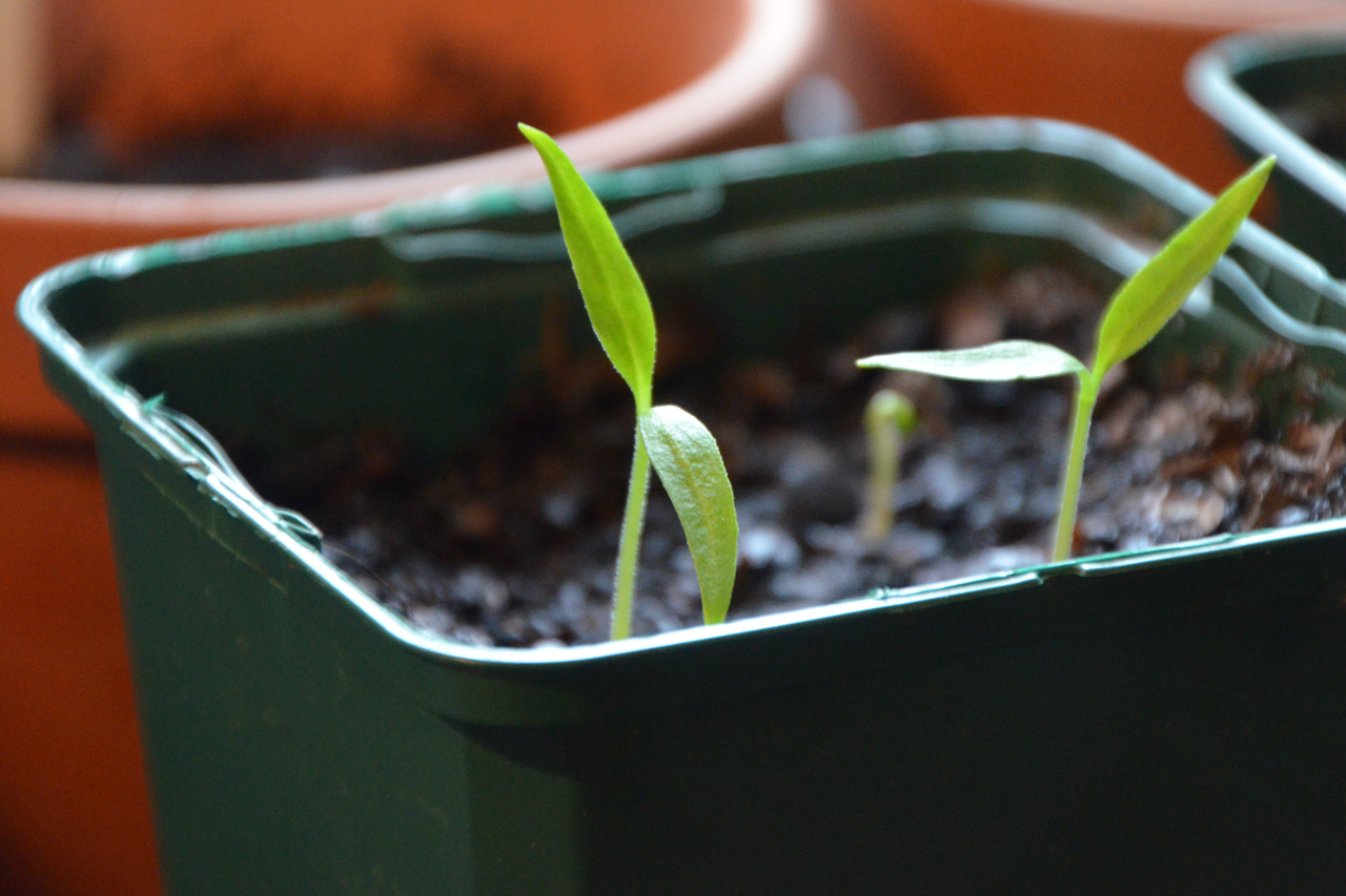 Topsoil Compost Delivery Cambridgeshire Suffolk Nationwide